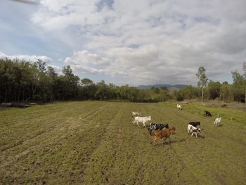 View of sheep on grassy field