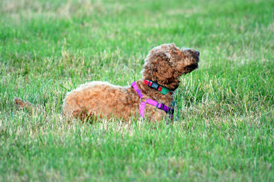 View of a dog lying  on field