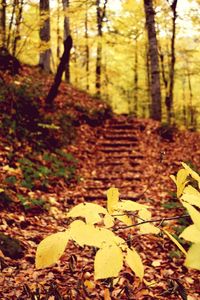 Close-up of yellow leaves on tree trunk in forest