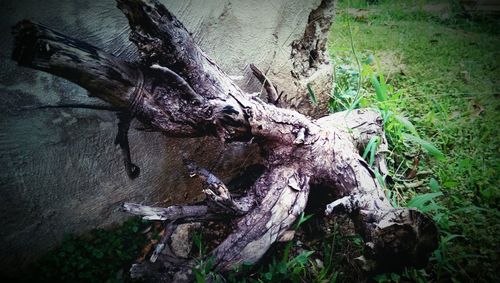 Close-up of animal skull on tree trunk