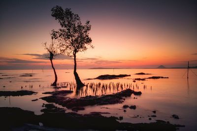 Silhouette tree on beach against sky during sunset