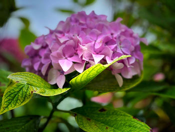 Close-up of pink flowering plant