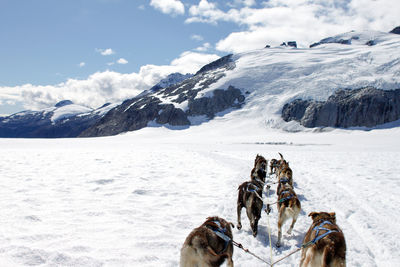 Dogsledding on snowy field against sky at glacier bay national park