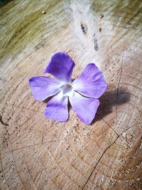 High angle view of purple flower on wood