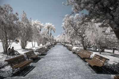 Trees in park during winter