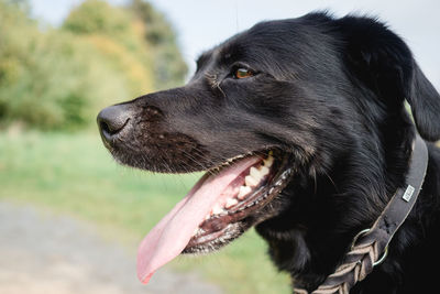 Close-up of black dog against sky