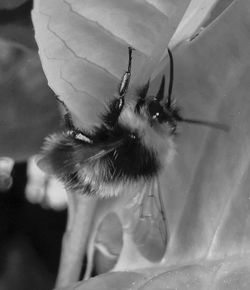 Close-up of honey bee on flower