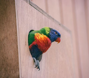 Close-up of parrot perching on wood