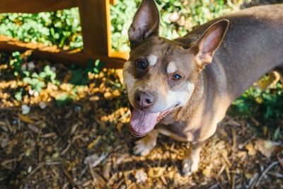 Close-up portrait of dog on field