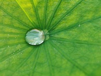 Full frame shot of wet leaf