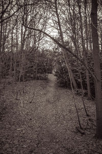 Trees in forest against sky