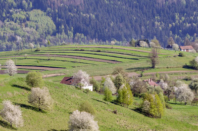 Scenic view of agricultural field