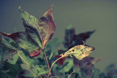 Close-up of a dry leaf on plant