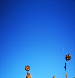 Low angle view of flowering plants against clear blue sky