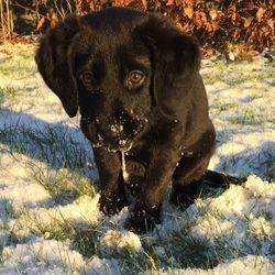 Portrait of dog on field