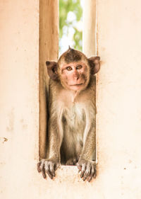 Portrait of lion sitting against wall