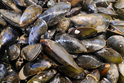 A bunch of mussels for sale at a market stall.