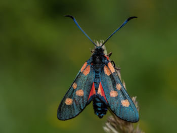 Close-up of butterfly