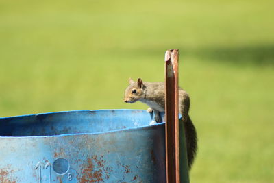 Close-up of squirrel on wooden plank