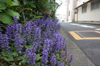 Close-up of purple flowering plant in street