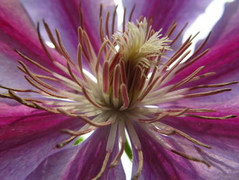 Close-up of fresh pink flower blooming outdoors