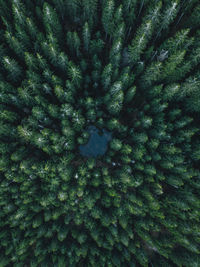 Drone view of pine trees at forest