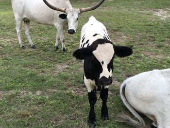 Cow standing in a field