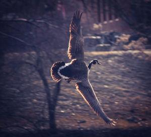 Bird flying over water