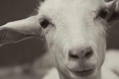 Close-up portrait of goat