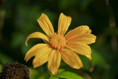 Close-up of yellow flowering plant