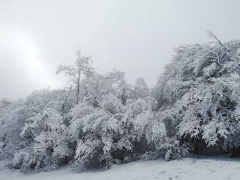 Snow covered trees against sky