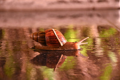 Close-up of snail on floor