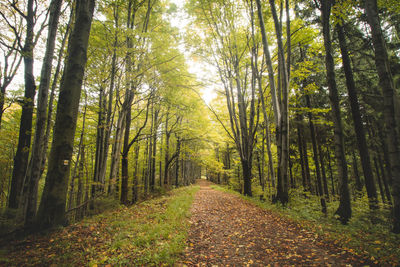 Best autumn mood in the beech forest. the golden light of the sun illuminates leaves on the ground