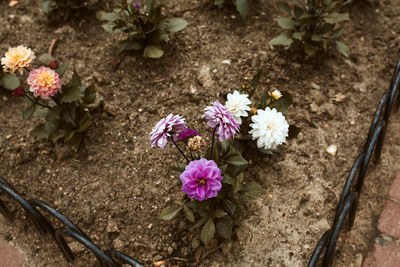 High angle view of pink flowering plant on land