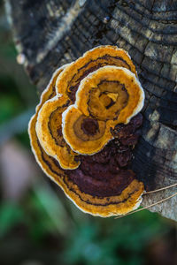 Extreme close up of tree trunk