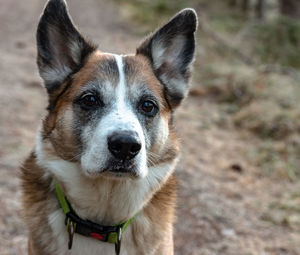 Close-up portrait of dog