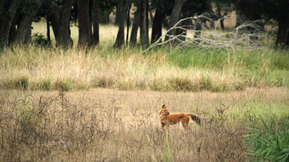 Kanha national park, MP, India