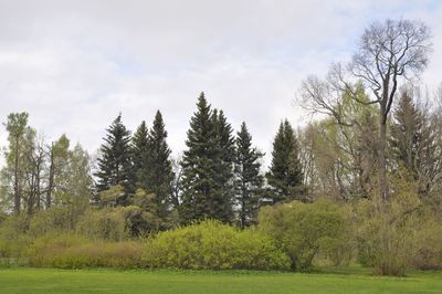 Trees on landscape