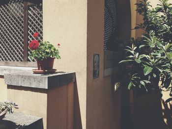 Potted plants on wall