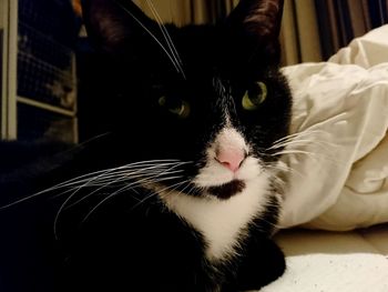 Close-up portrait of cat on bed at home