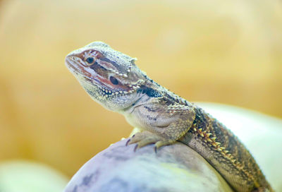 Close-up of lizard