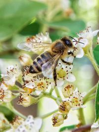 Close-up of bee pollinating on flower