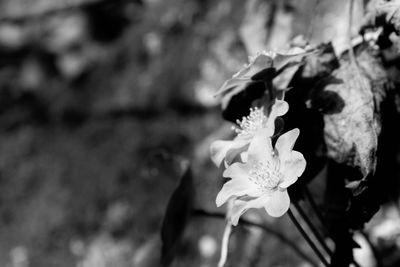 Close-up of flowers on tree