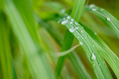 Close-up of raindrops on grass