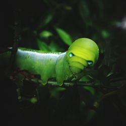 Close-up of insect on plant