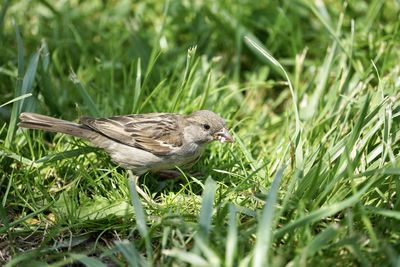 Bird perching on a field