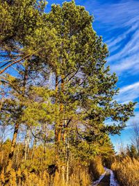 Low angle view of tree against sky