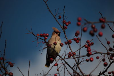 Low angle view of berries on tree against sky