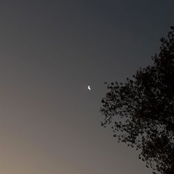 Low angle view of silhouette tree against sky at night