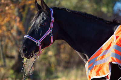 Close-up of horse standing outdoors